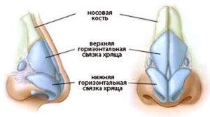 Строение носовой перегородки