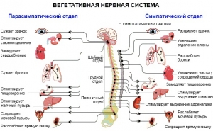 Основные симптомы дистонии